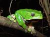 Jak Kambo zmieniło moje życie, czyli o moim uzdrowieniu dzięki jadowi żaby amazońskiej