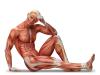 budowa i funkcjonowanie mięśni. mięśnie czerwone i białe w treningu.